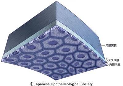 図２　角膜内皮の構造　