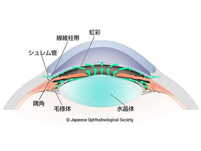 図1　房水の循環